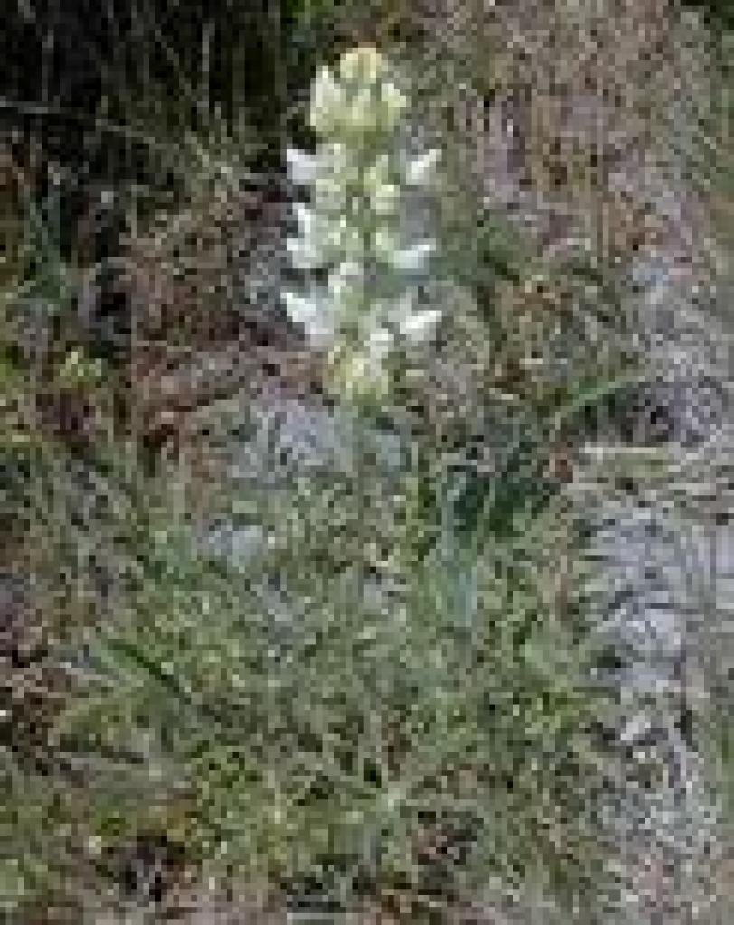 Lupine