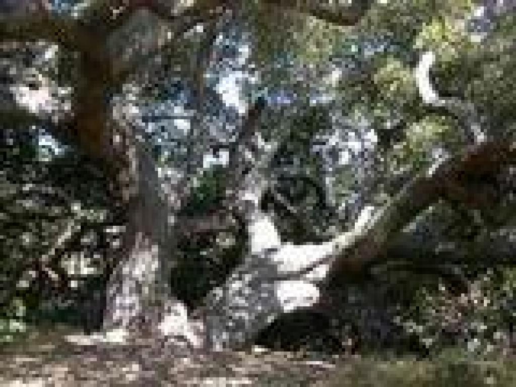 Coast live oak