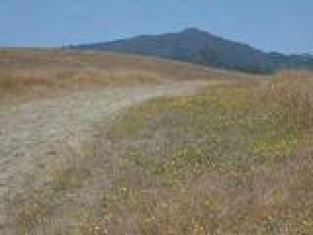 View to Tam