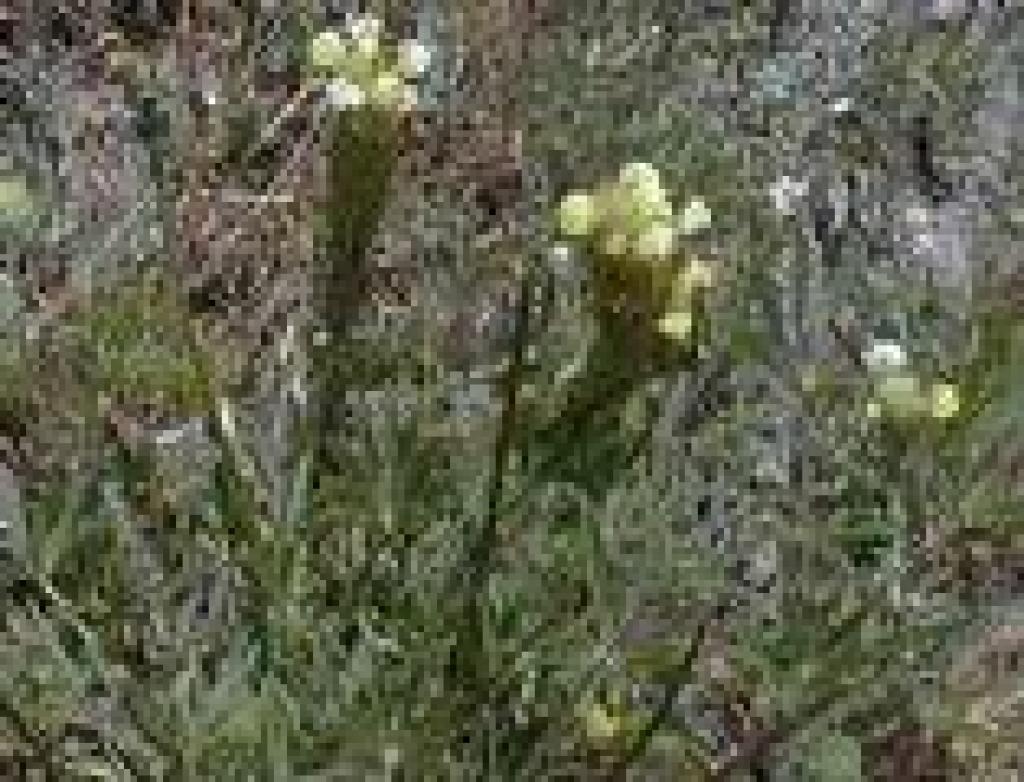 An unusual paintbrush