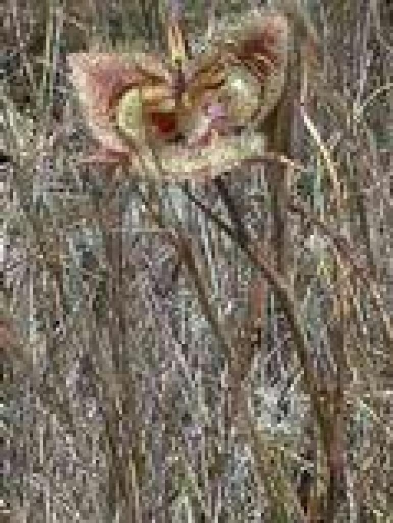 Tiburon mariposa lily