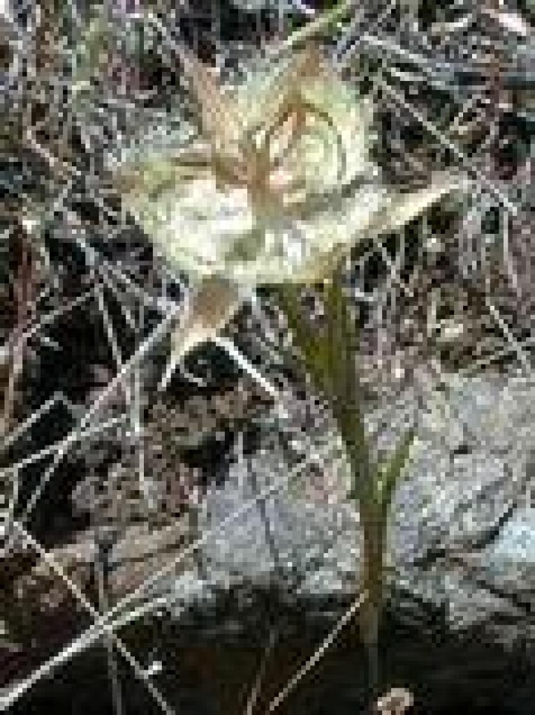 Tiburon mariposa lily