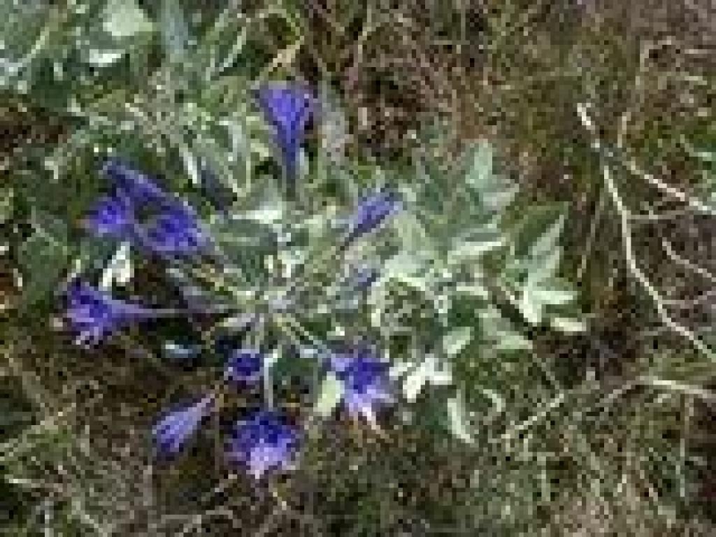 Ithuriel's spear