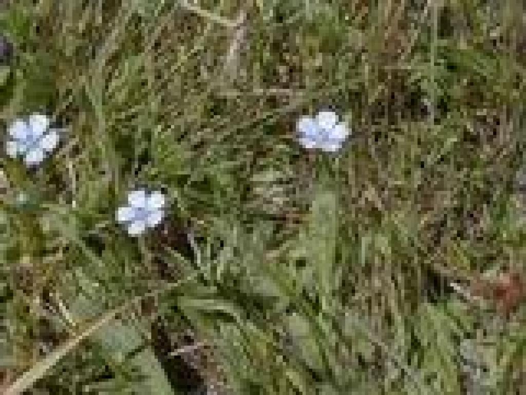 Flax