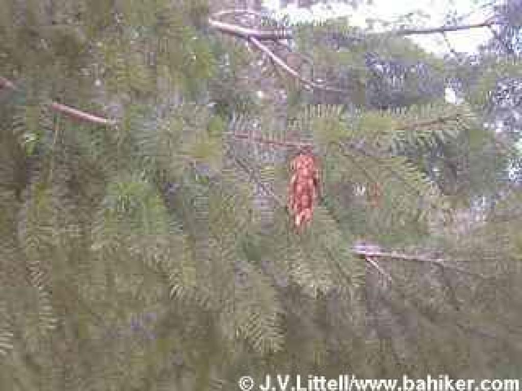 Douglas fir photo