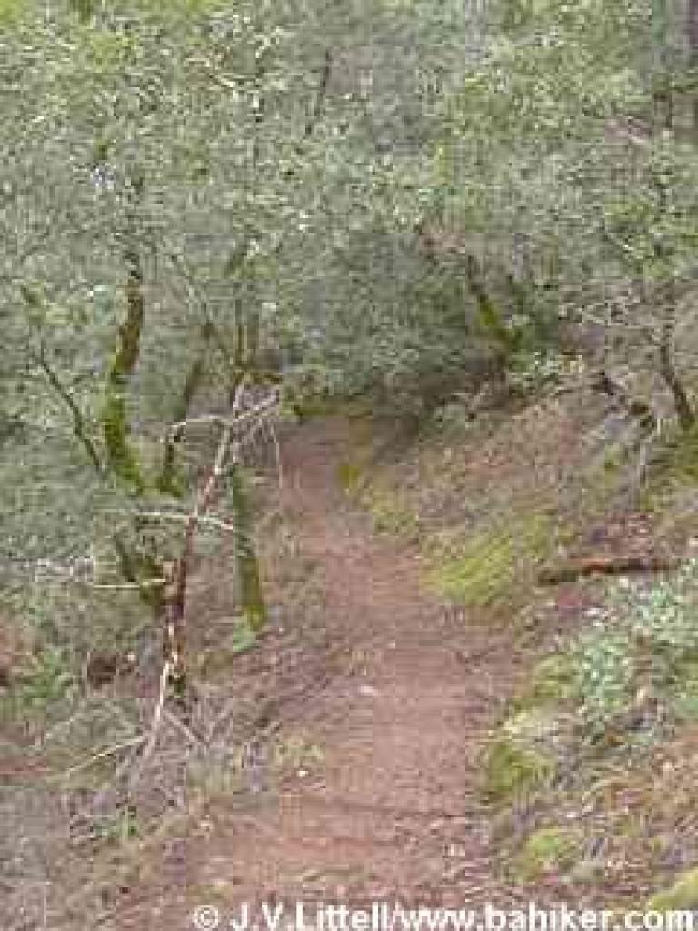 Trail along creek