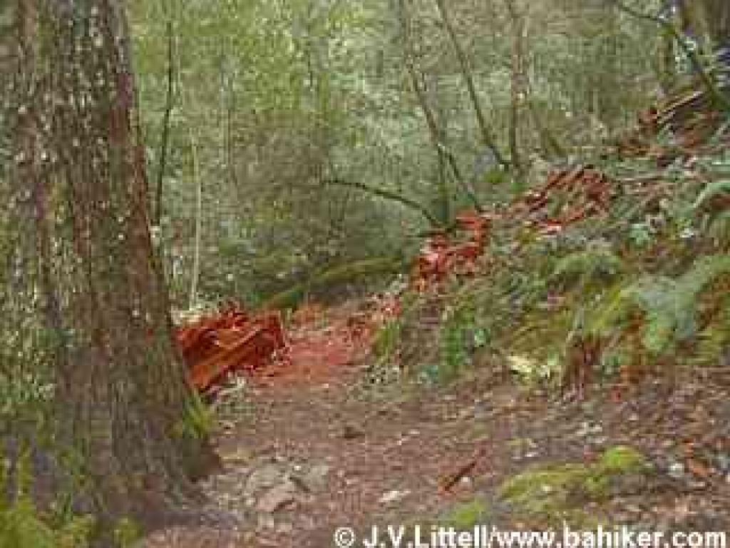 Redwood photo