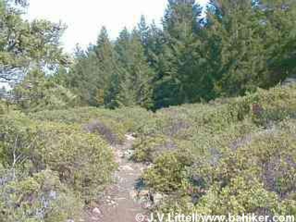 Manzanita barren