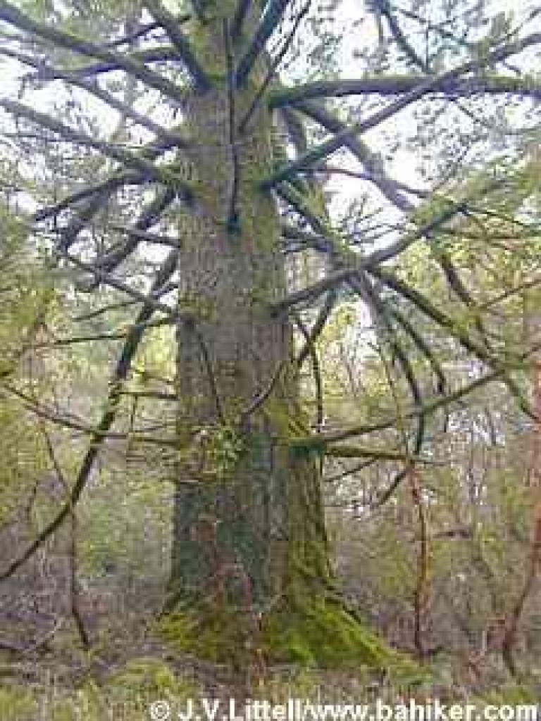 Douglas fir photo