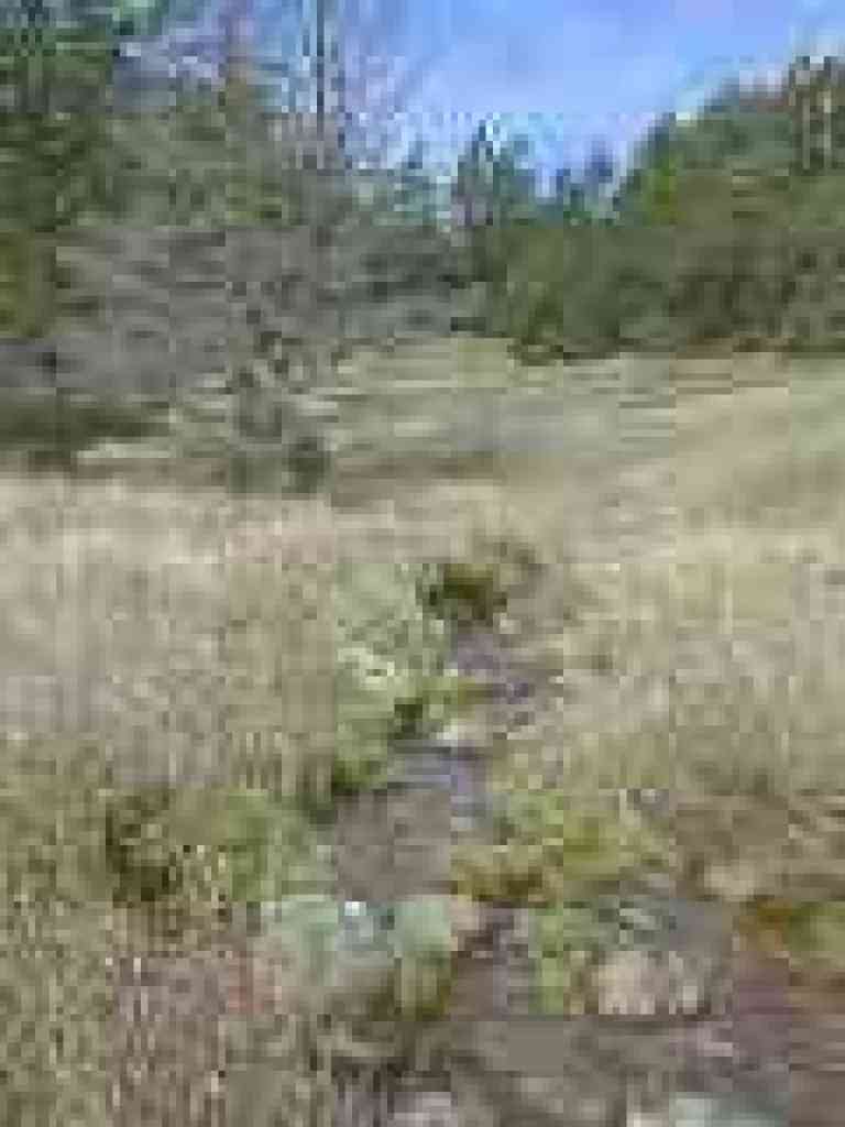 Crossing a creek