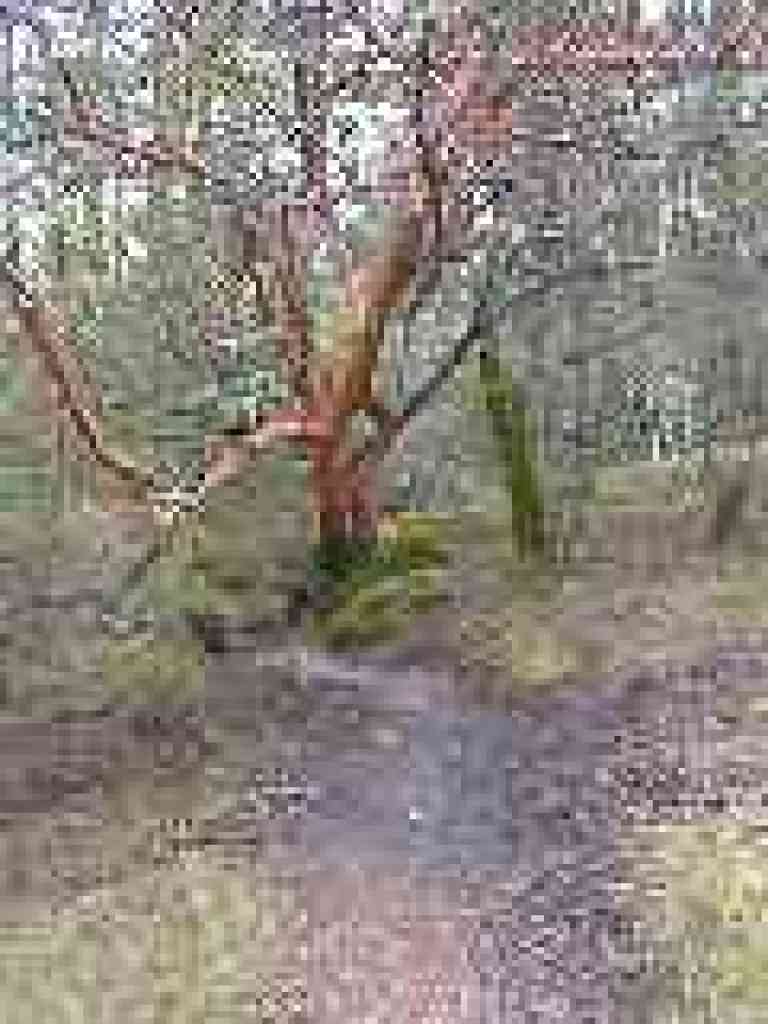 Madrone