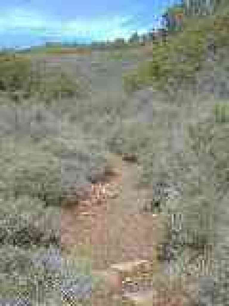 Simmons Trail
