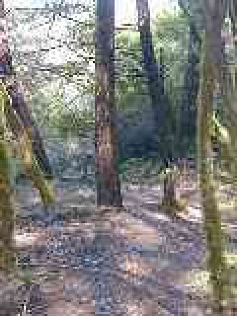 Woods