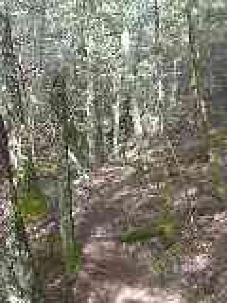 Woods