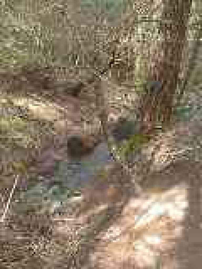 Creek crossing