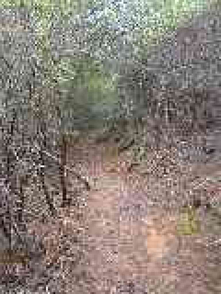 Through manzanitas
