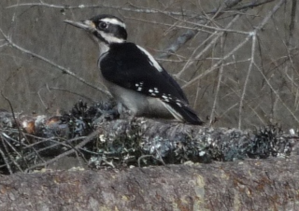 Hairy woodpecker