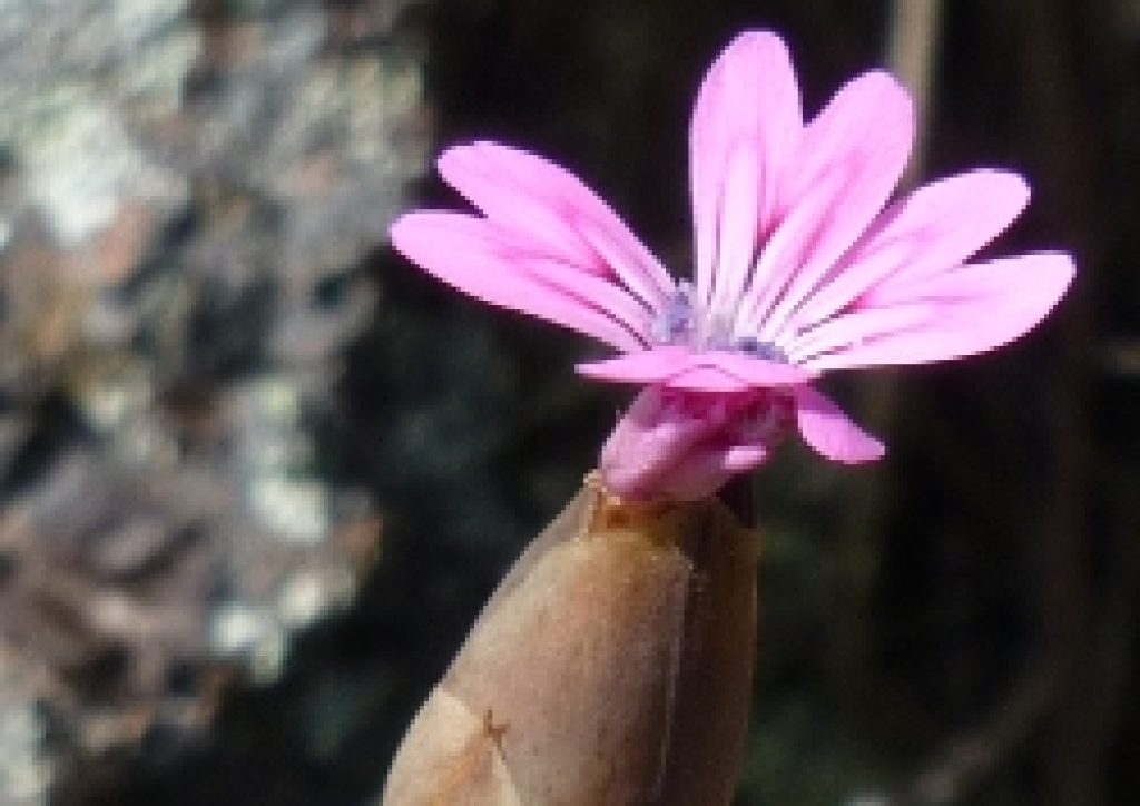 Windmill pink