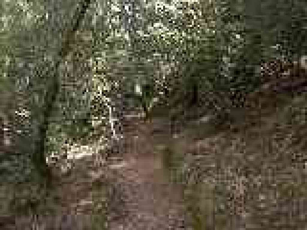 Through the woods