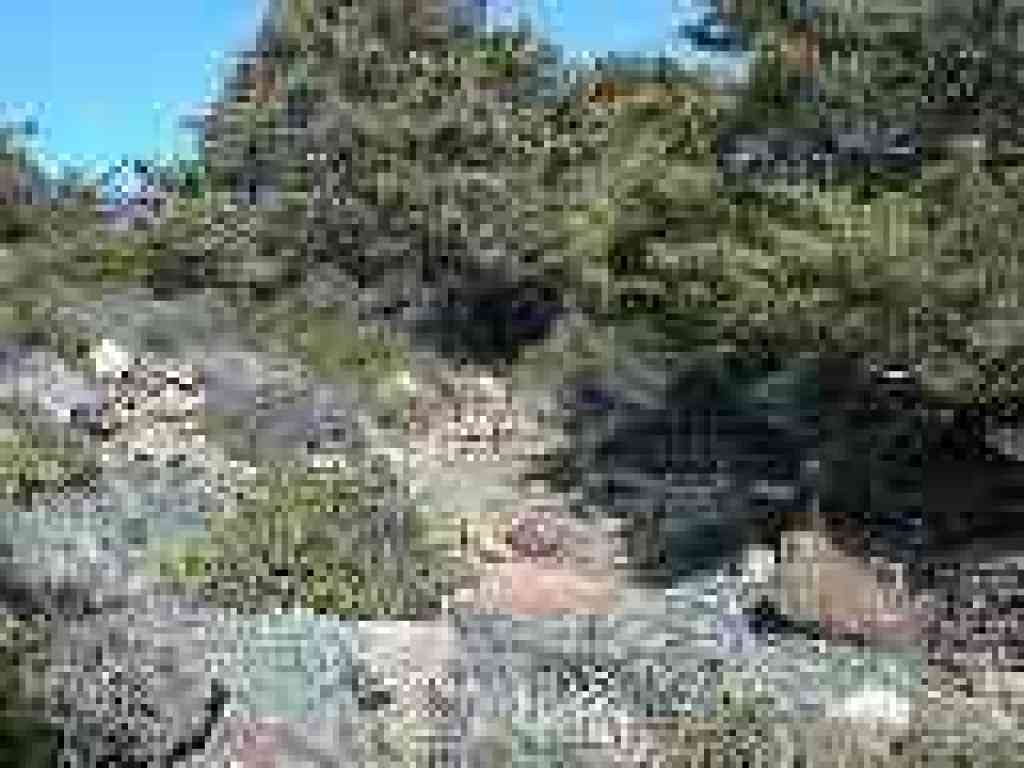 Lots of serpentine rock