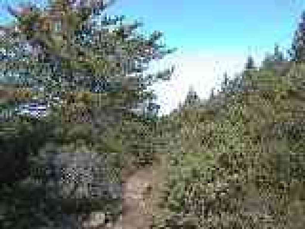 Vegetation shifts to manzanita
