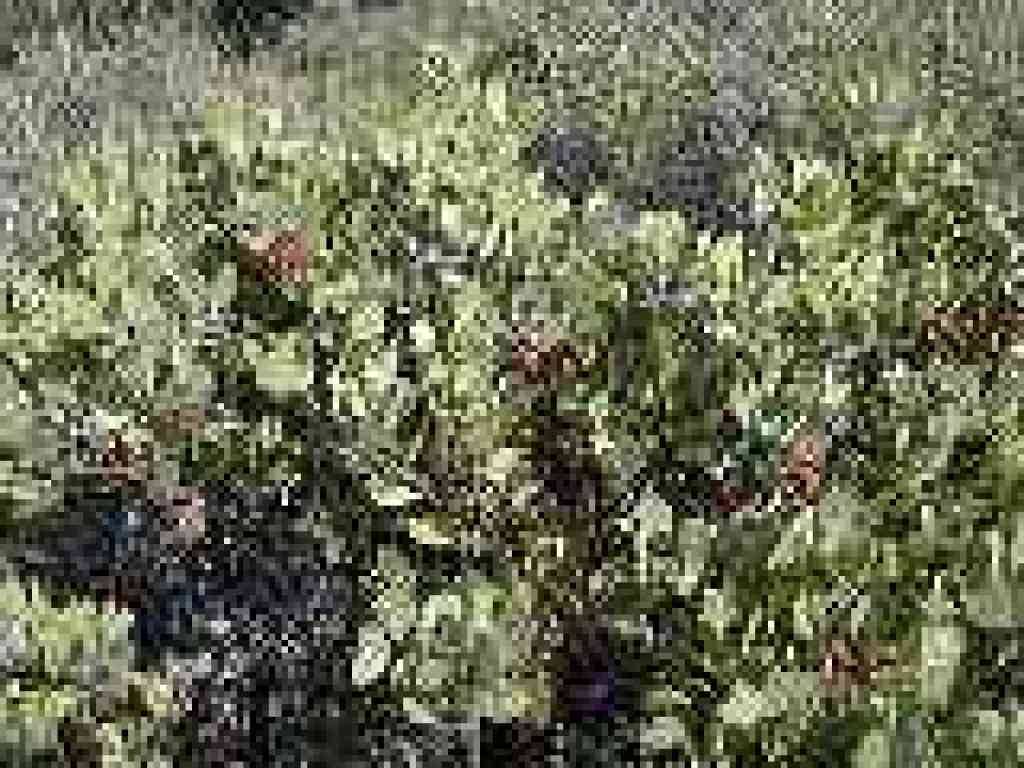 Manzanita