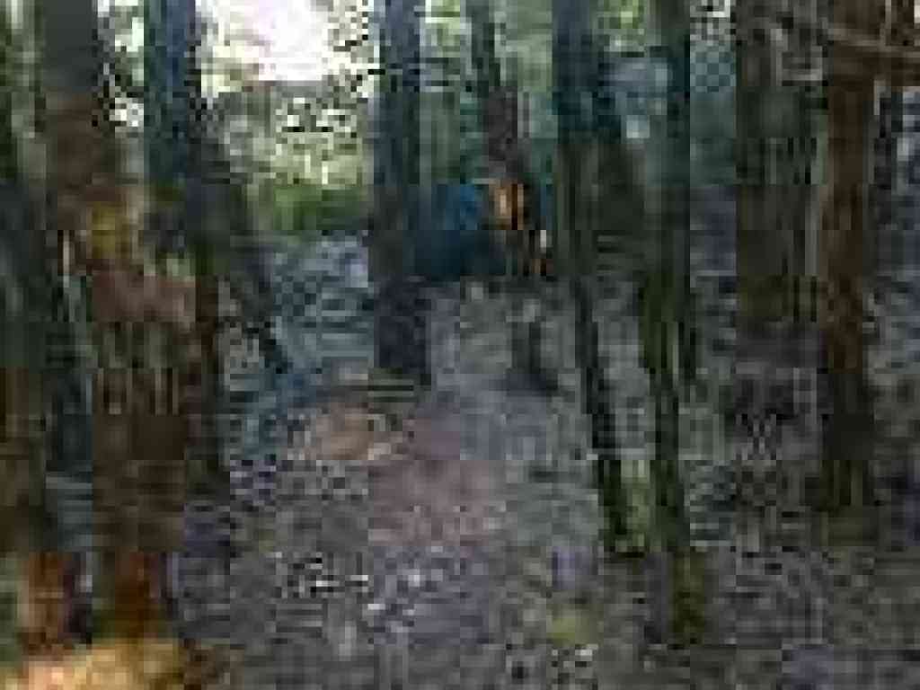 Short stretch of woods