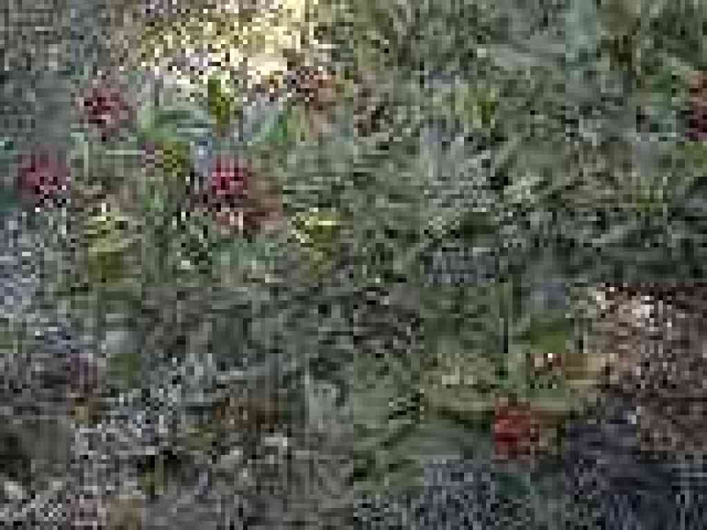 Toyon