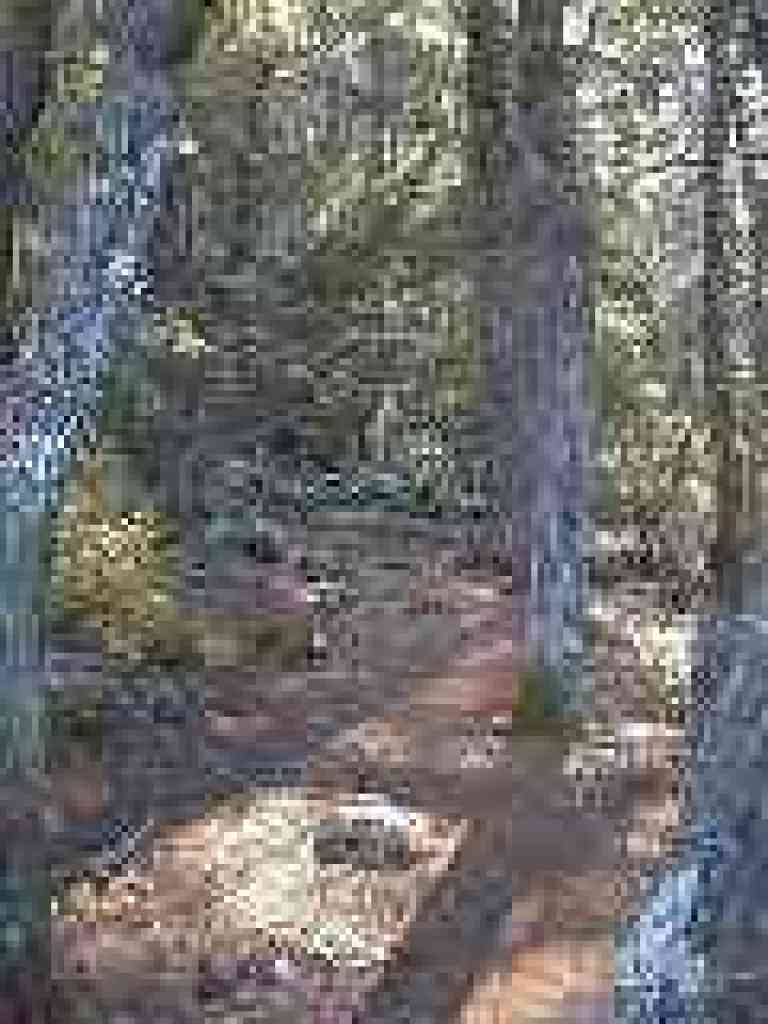 A last patch of sunshine as the trail enters deep woods