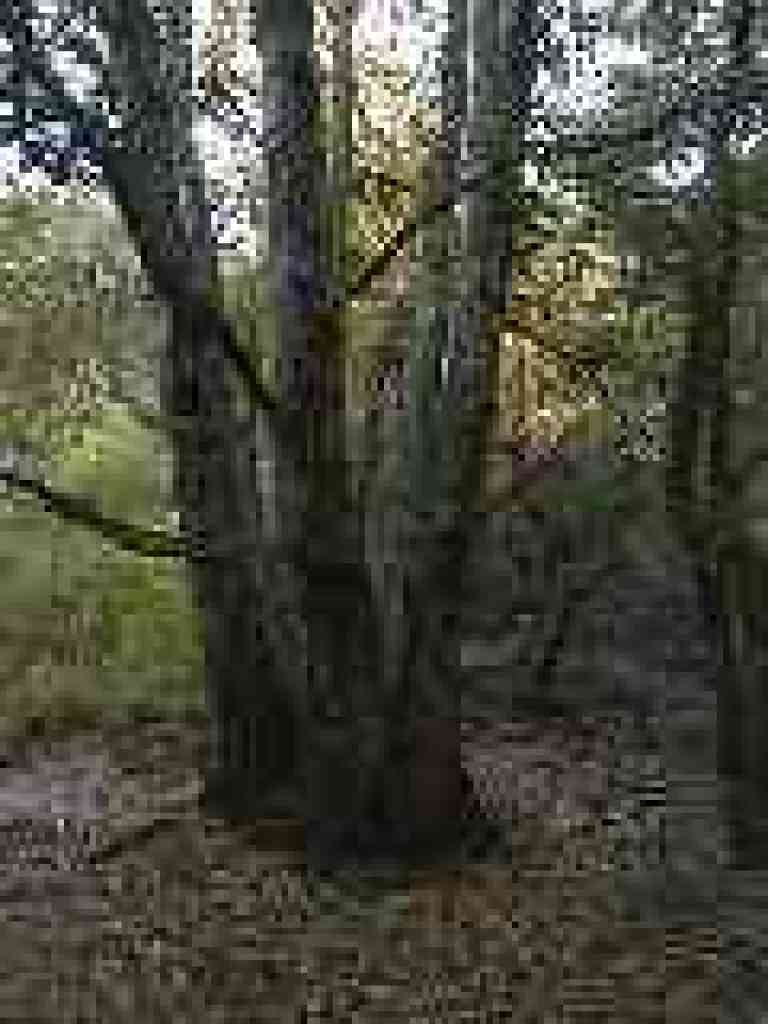 Tanoak