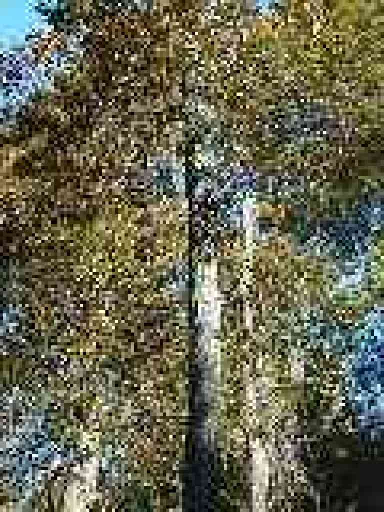 Chinquapins