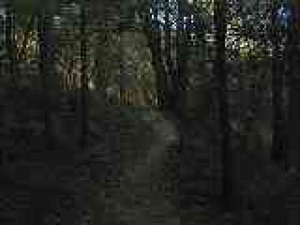 Dark woods