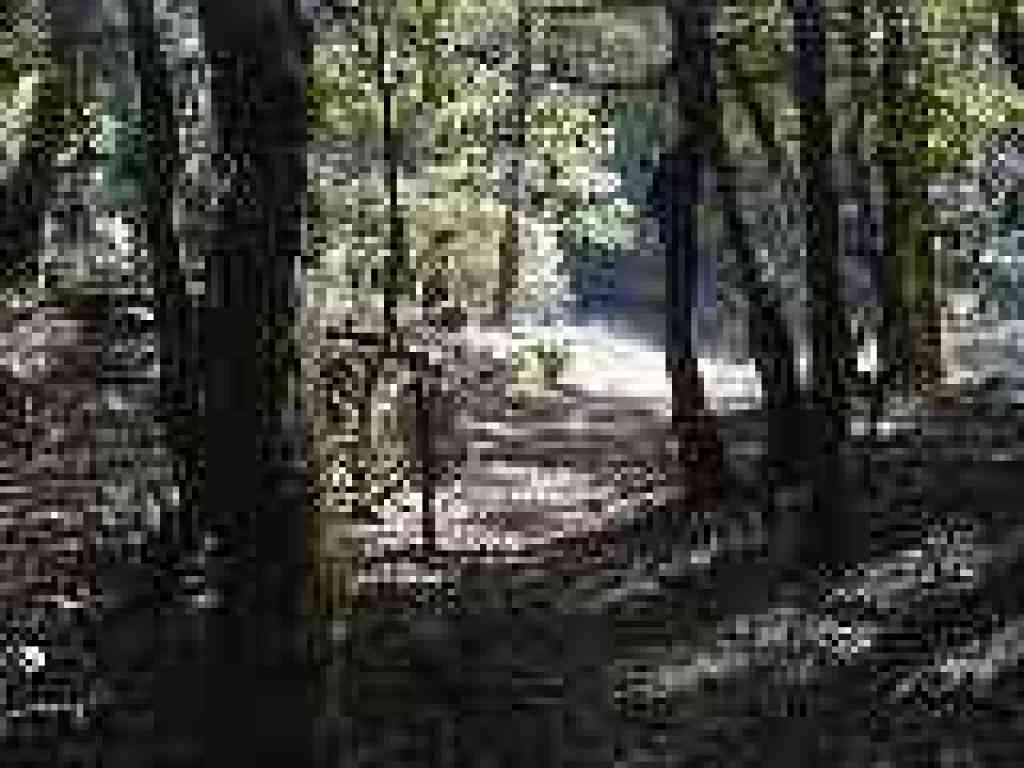 Junction with Rock Spring-Lagunitas Fire Road