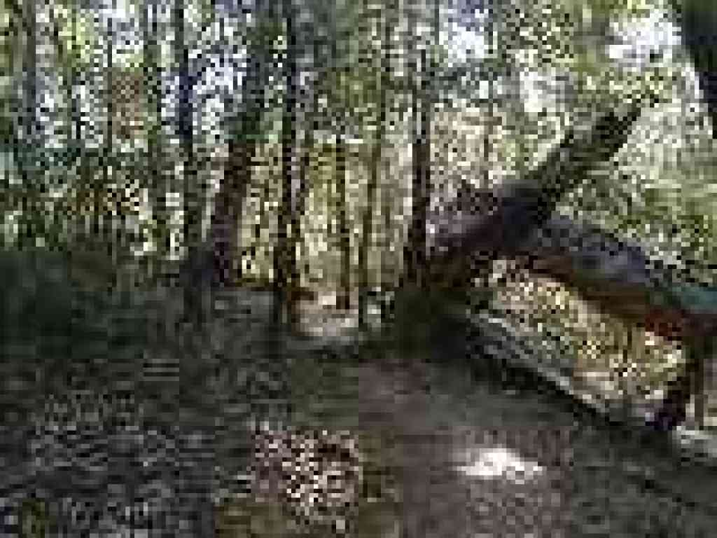 Benstein Trail