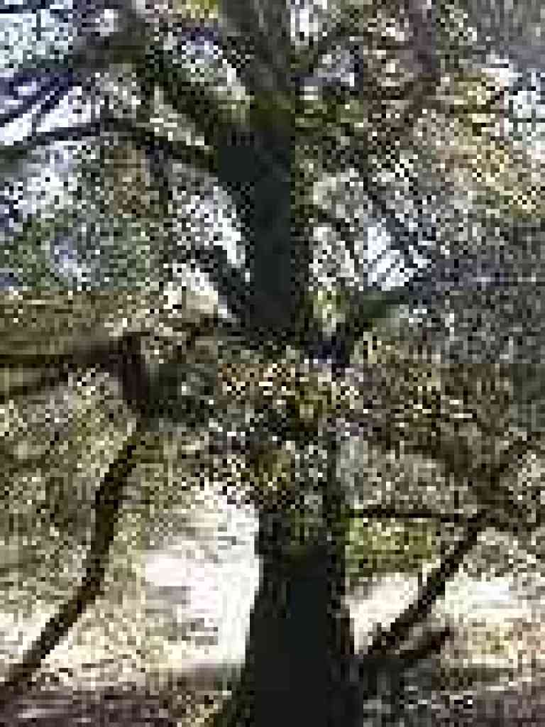 Canyon Live Oak
