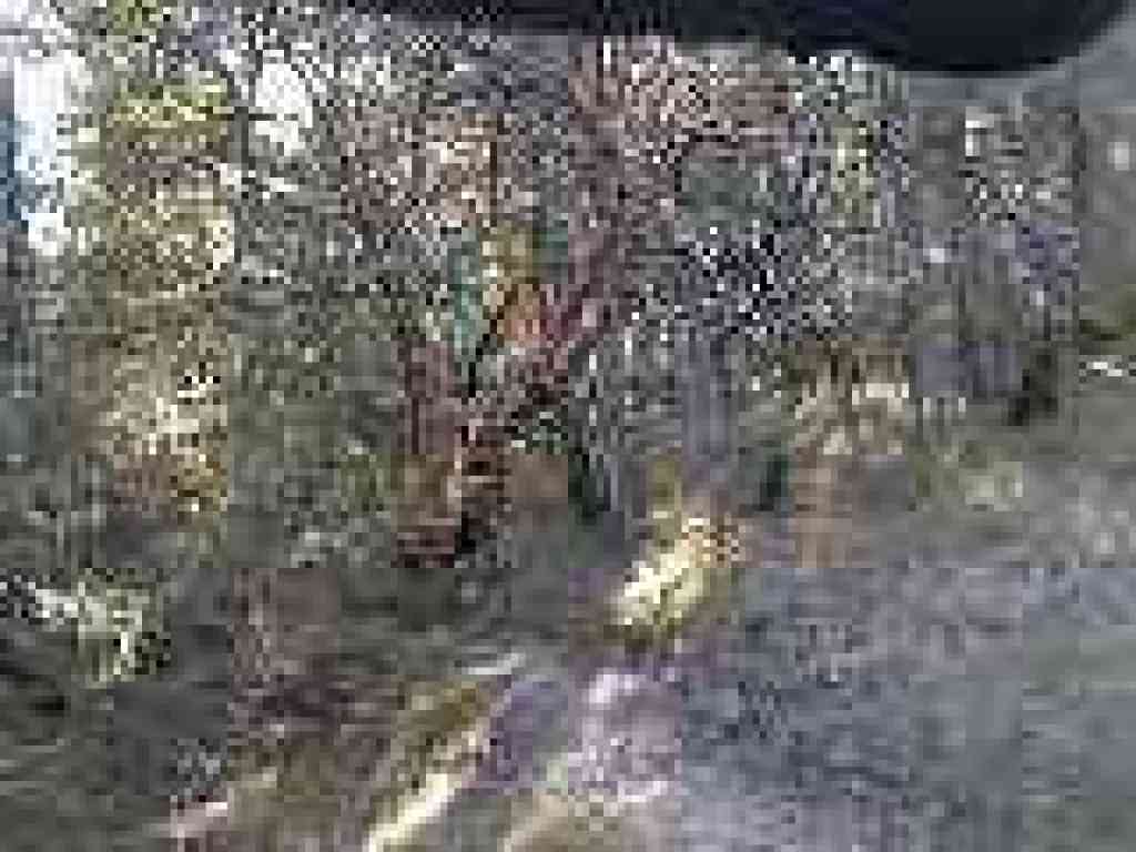 Madrone