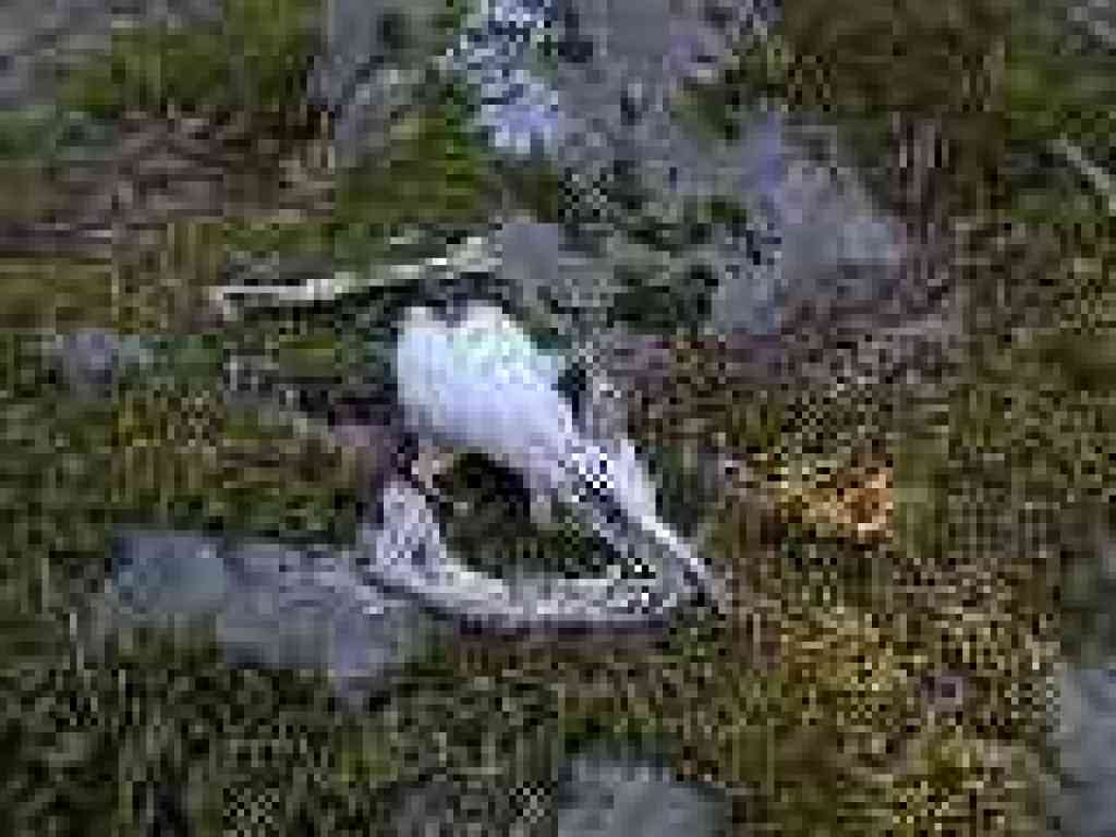 Bones on the side of the trail