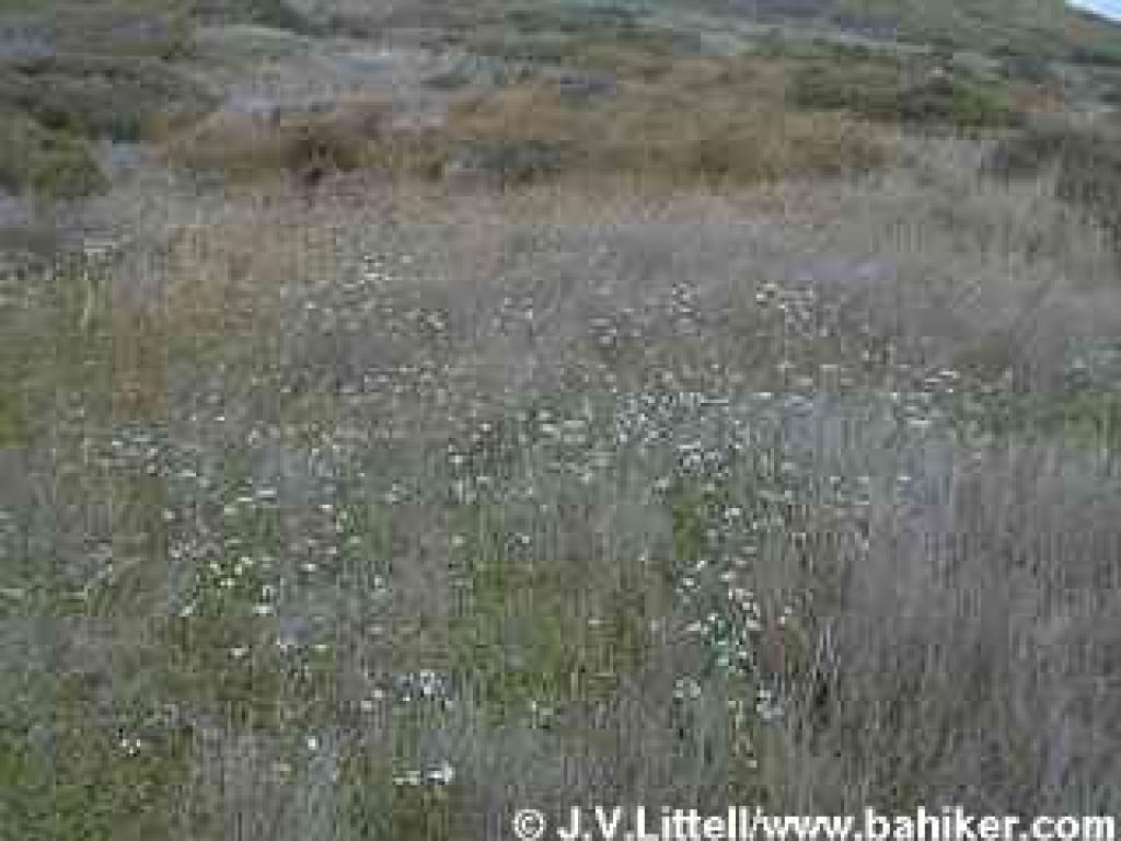 Milkmaids in winter