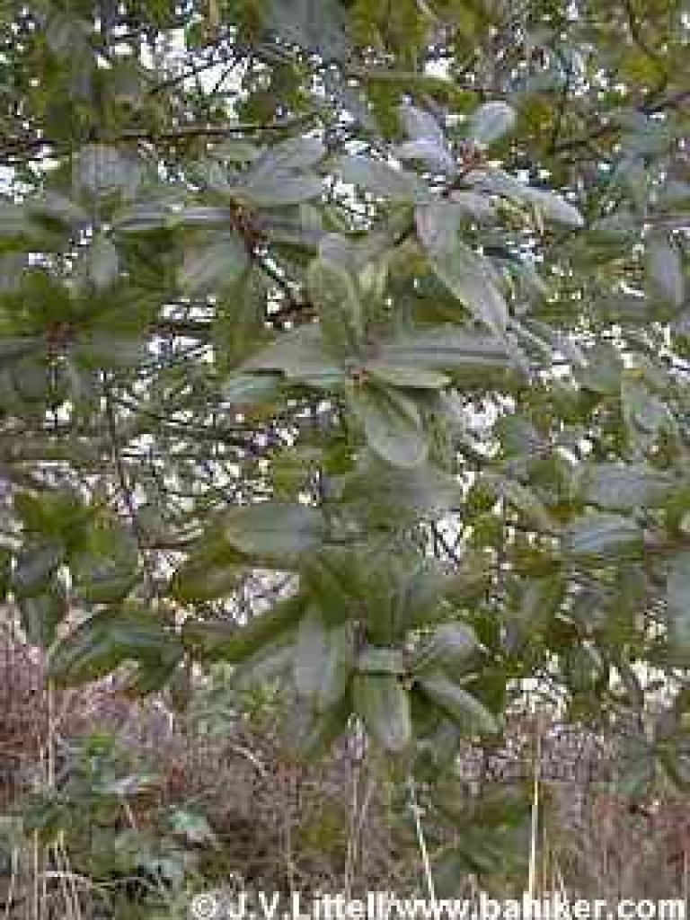 Coffeeberry in winter