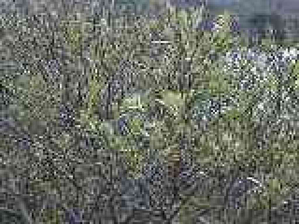 Willow