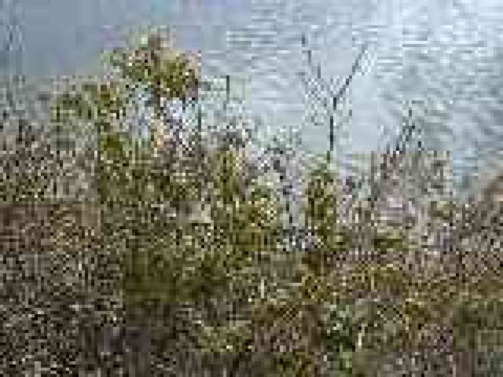 Poison oak