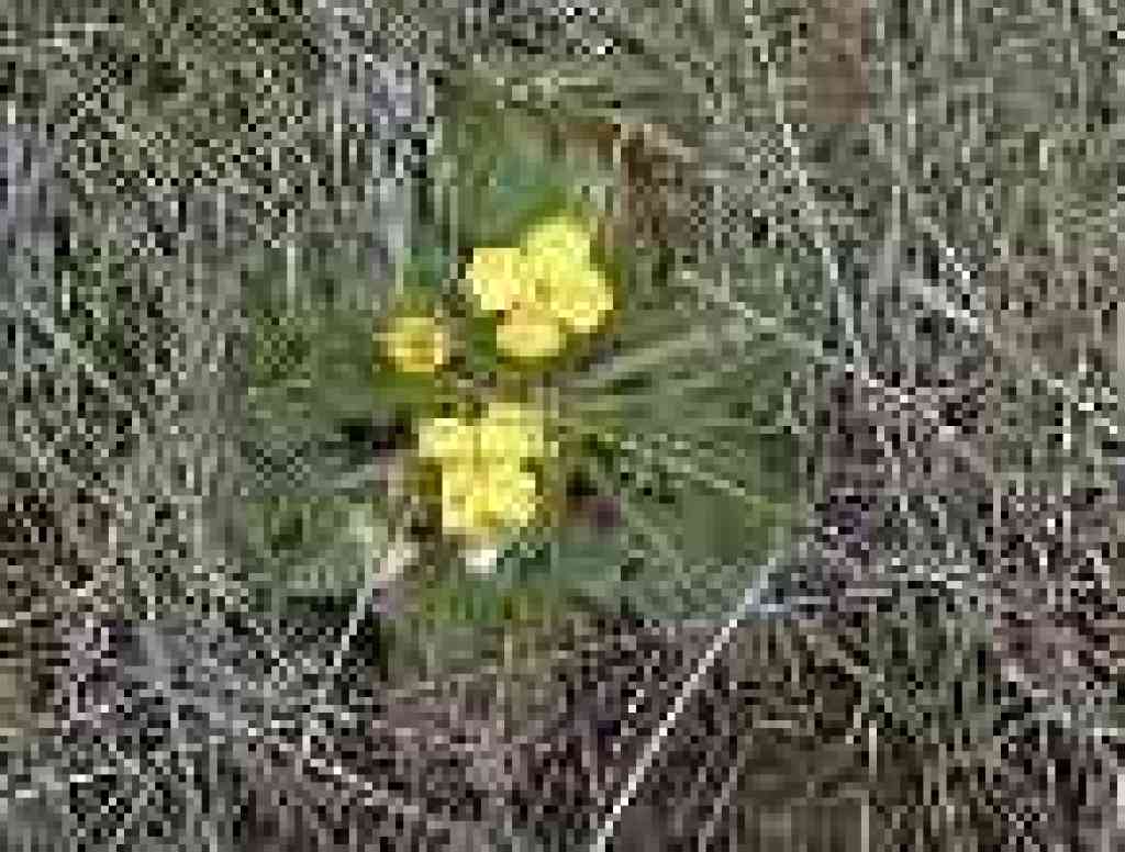 Suncups