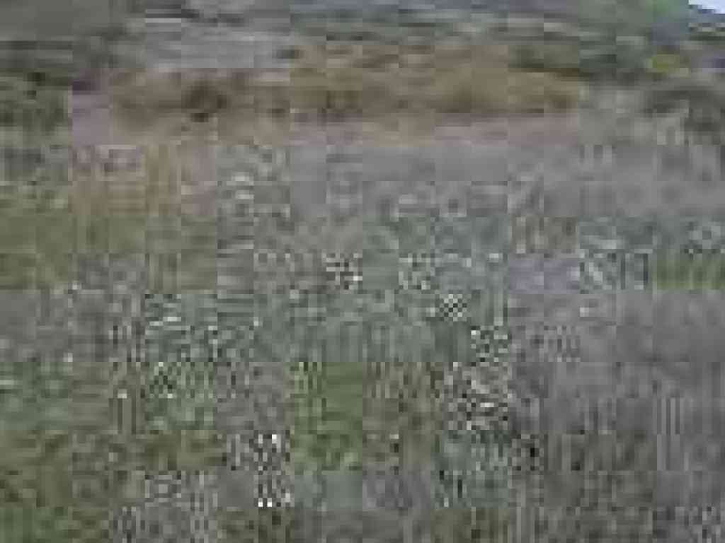 Carpet of milkmaids