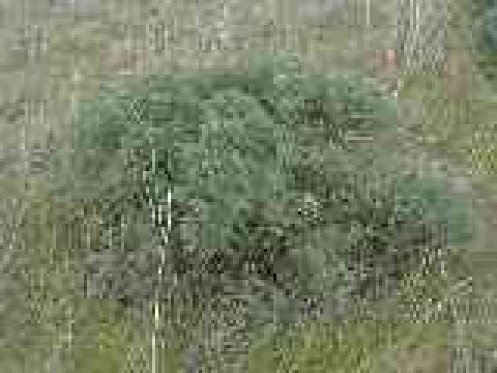 Lupine