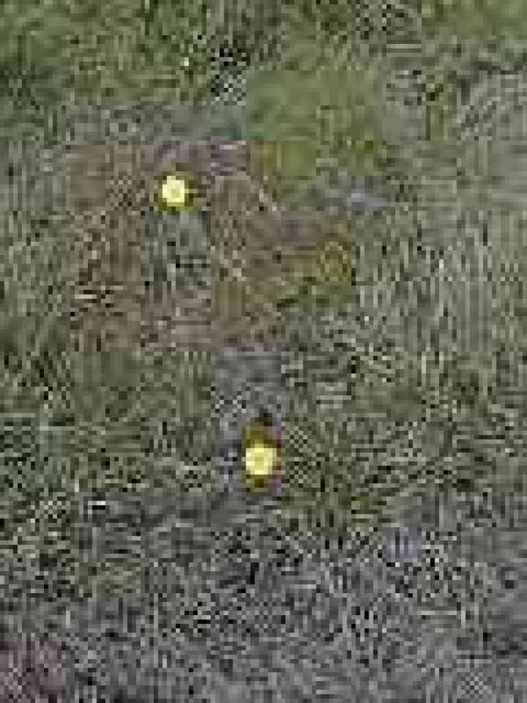 Buttercups