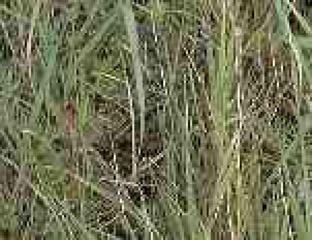 Small snake in the grass