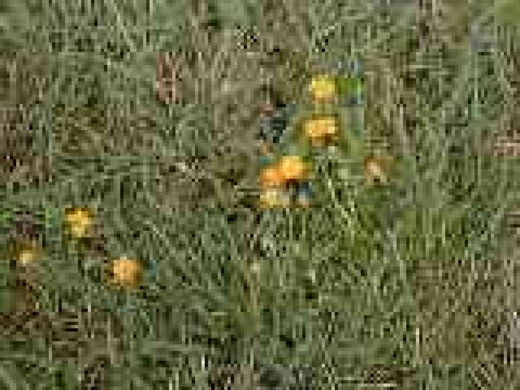 Spring flowers