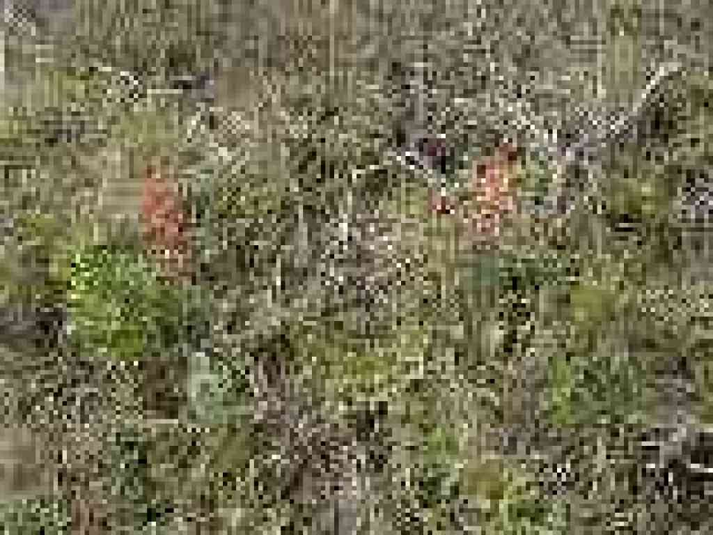 Paintbrush