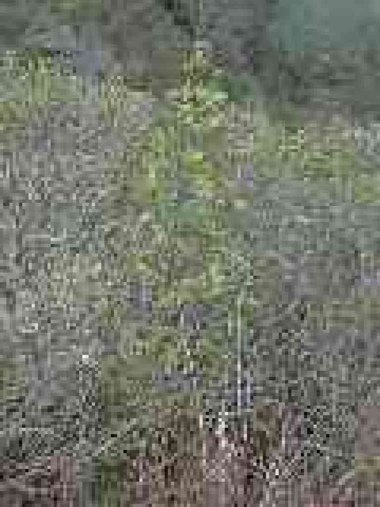 Flowering currant