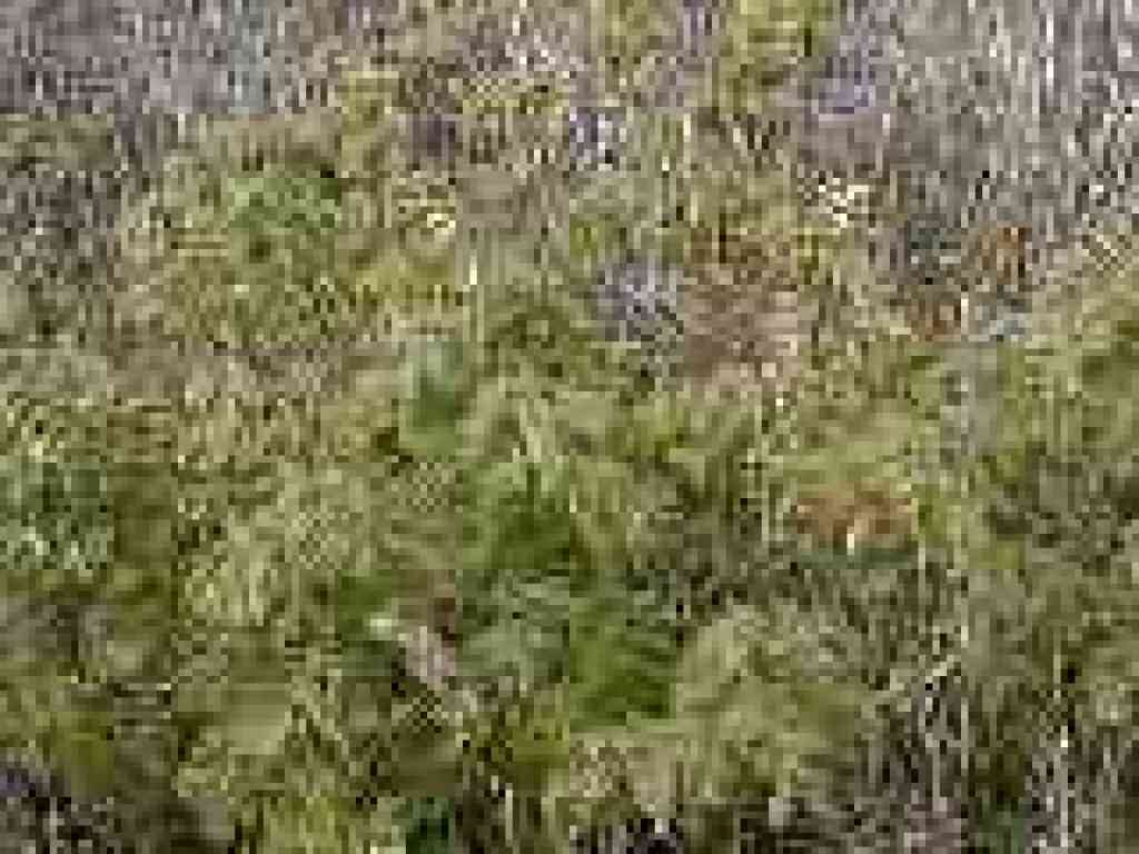 Oregon grape
